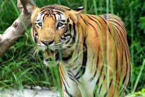 मानव व वन्यजीव संघर्ष टाळण्यासाठी तंत्रज्ञानांची मदत 