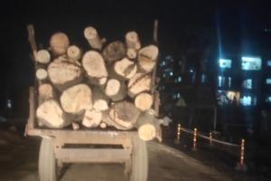 भोर तालुक्यात विना परवाना वृक्ष तोड चालूच- वन संपत्ती नष्ट होण्याच्या मार्गावर!