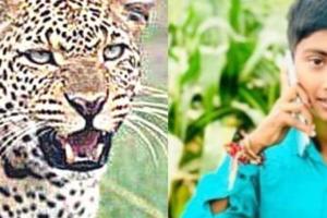 बिबट्याच्या हल्ल्यात बालकाचा मृत्यू