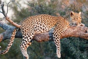 विद्यार्थ्यांच्या समयसूचकतेमुळे बिबट्याने ठोकली धूम