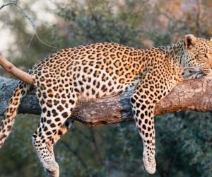 विद्यार्थ्यांच्या समयसूचकतेमुळे बिबट्याने ठोकली धूम